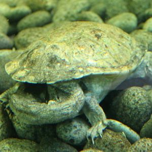 Long-necked turtle