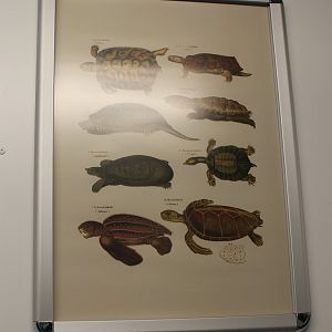 Turtle - Tortoise Poster