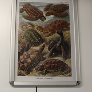 Turtle - Tortoise Poster