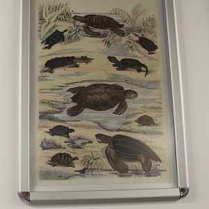 Turtle - Tortoise Poster