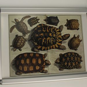 Tortoise - Turtle Poster