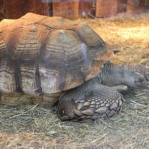 African spurred turtle