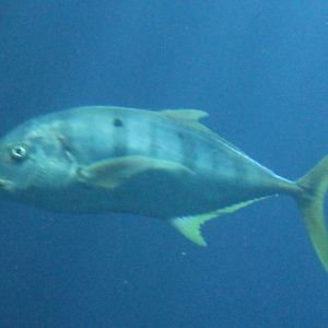 Trevally