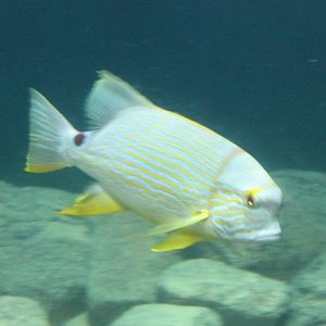 Symphorichthys spilurus