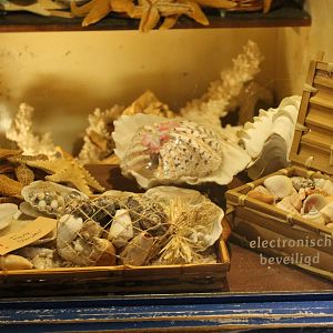 Marine creatures display