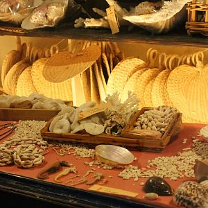 Marine creatures display