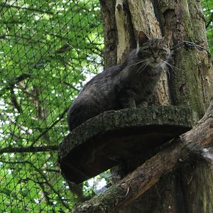 European wildcat