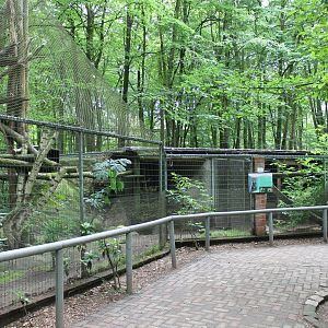 European wildcat-enclosure