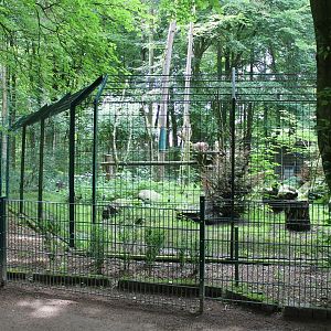 European lynx-enclosure