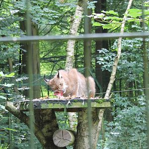 Eating European lynx