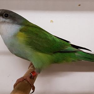 Grey-hooded parakeet