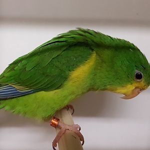 Mountain parakeet