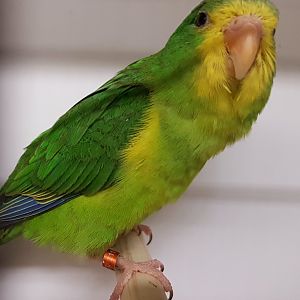 Mountain parakeet