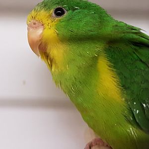 Mountain parakeet