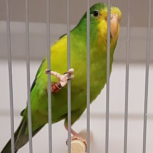 Mountain parakeet