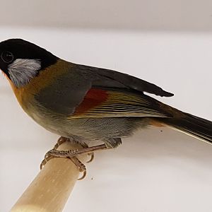 Silver-eared mesia