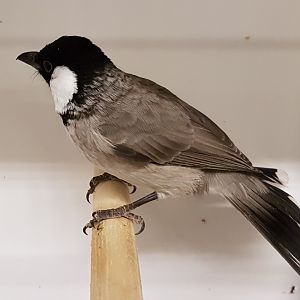 White-eared bulbul