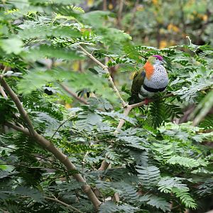 Superb Fruit Dove in lush vegetation at Chester Zoo 11022017