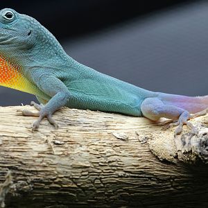 Blue Anole at Chester Zoo 11022017