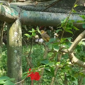 Stripe-throated Bulbul
