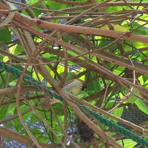 Scaly-breasted Munia