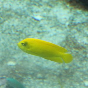 Yellow angelfish - Centropyge heraldi