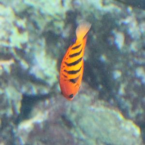 Flame angelfish - Centropyge loriculus