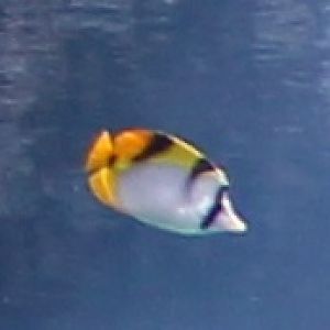 Black-wedged butterflyfish - Chaetodon falcula