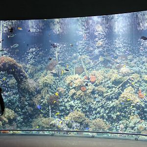 Large Coralfish Tank