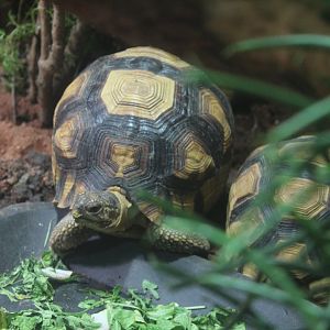 Ploughshare tortoise Chester Zoo 11th February 2017