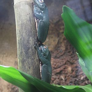Chinese gliding Frog Chester zoo 11th February 2017