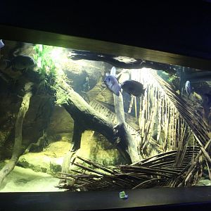 pinstripe damba exhibit chester Zoo 11th February 2017