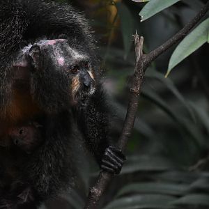 Very Old Saki Monkey and it's Newborn Baby