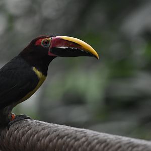 ID? -Unknown Toucan/Toucanet Dallas World Aquarium