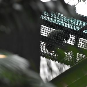 Only place to see Red Backed Bearded Saki Monkeys at the Aquarium