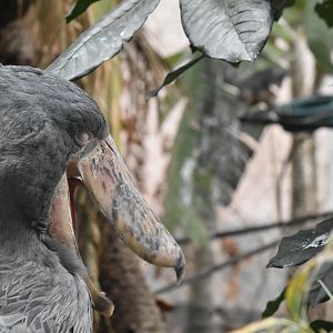 Shoe Bill Stork- Dallas World Aquarium