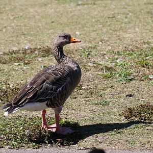 Western Greylag Goose