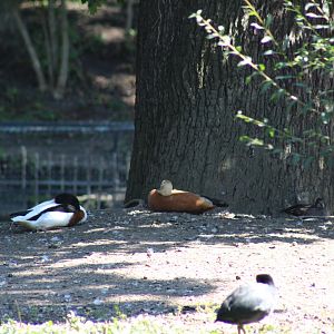 Common Shelduck, Ruddy Shelduck, and ?