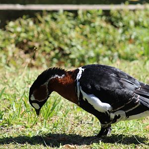 Red-Breasted Goose