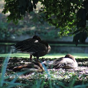 ID- Pink-Footed or white-fronted Geese?