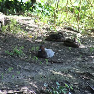 ID- Redhead and Bahama Pintails?