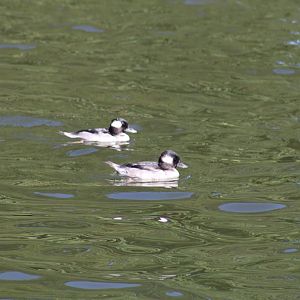 Buffleheads