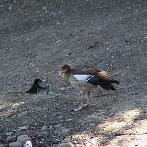 Egyptian Goose