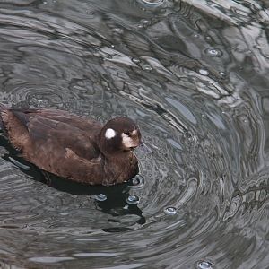 harlequin duck, Beijing city