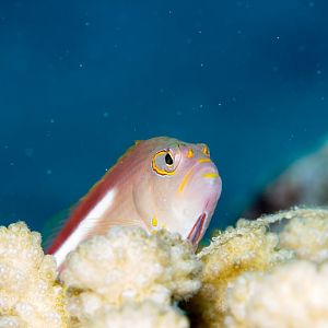 Arc-eye Hawkfish