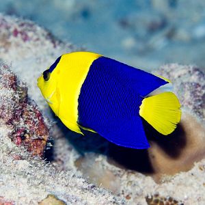 Bicolor Angelfish
