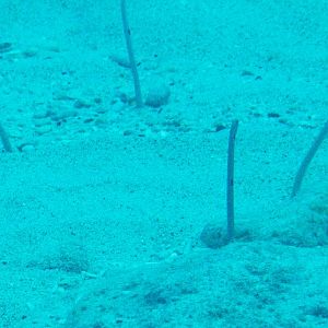 Spotted Garden Eels