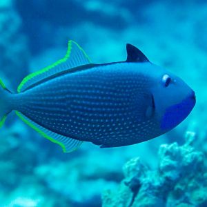 Gilded Triggerfish