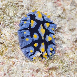 Nudibranch - Phyllidia varicosa