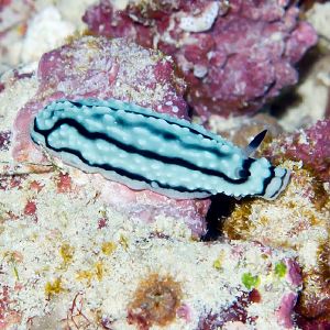 Nudibranch - Phyllidiella sp.